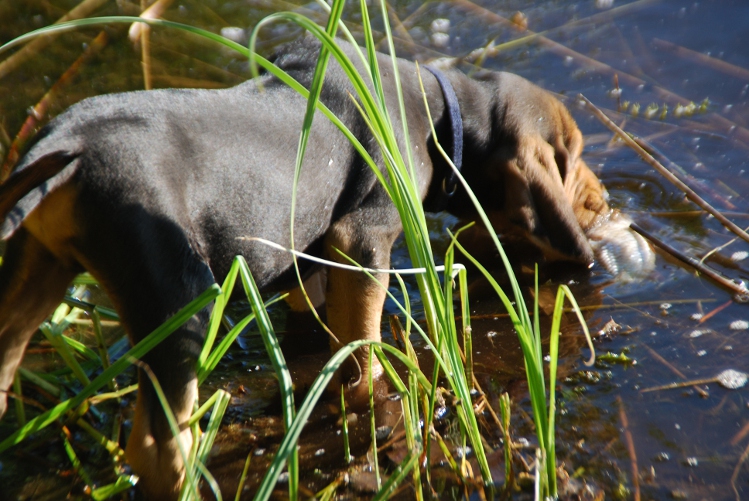 DSC_0078.JPG
