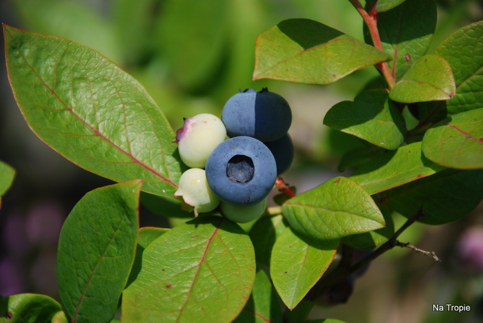DSC_4898.JPG