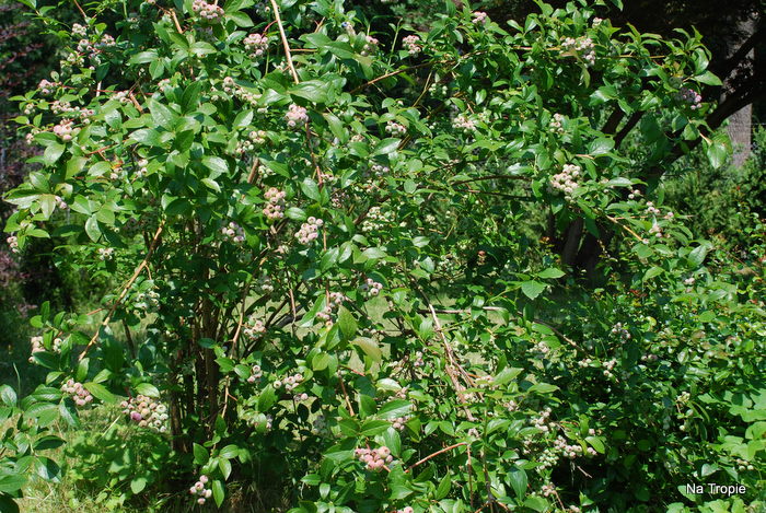 DSC_4905.JPG
