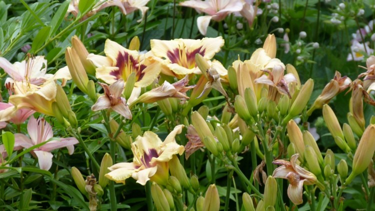 liliowiec