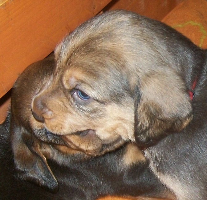 Bmaluchy 016.jpg