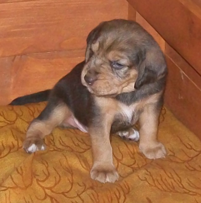 Bmaluchy 005.jpg