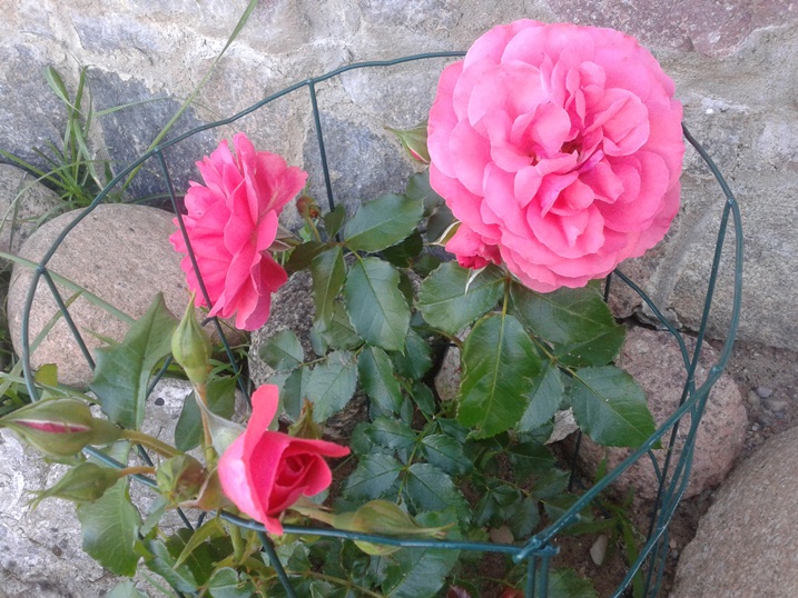 20140719_083335.jpg