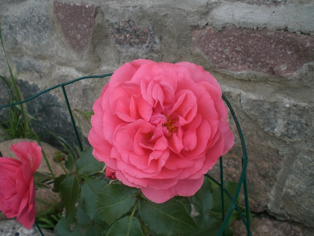CIMG0523.JPG