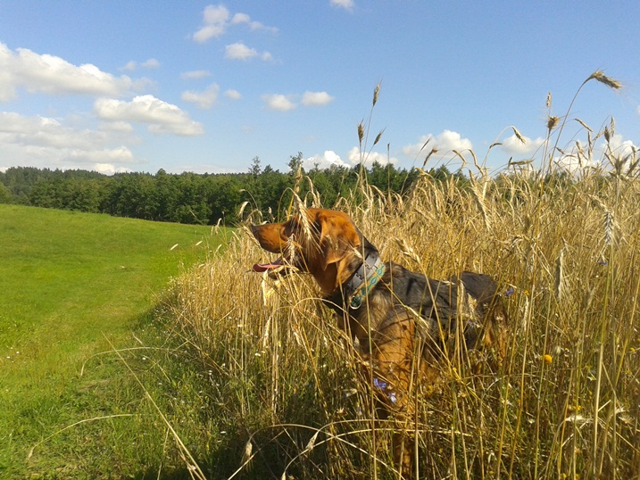 20140721_160214.jpg