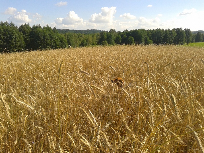 20140721_160507.jpg