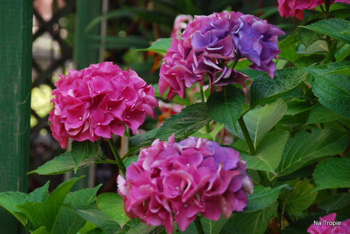 DSC_5030.JPG