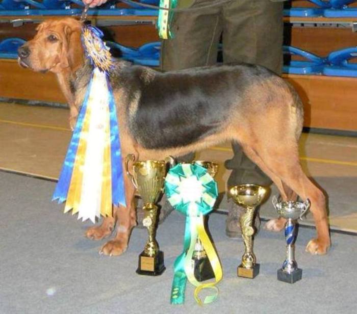 ISKRA z Beskidzkich Wysp F.C.I.jpg