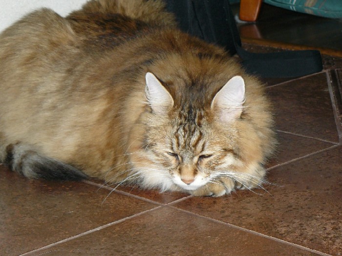 Bajki