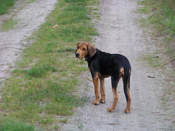 Śmiga