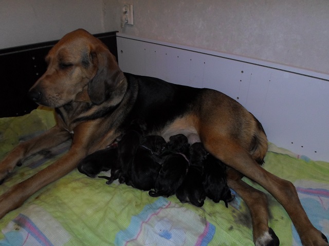 Mama ledwie na oczy patrzy a maluchów przybywa.