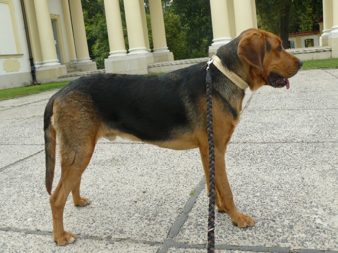 husi pałacowy.jpg