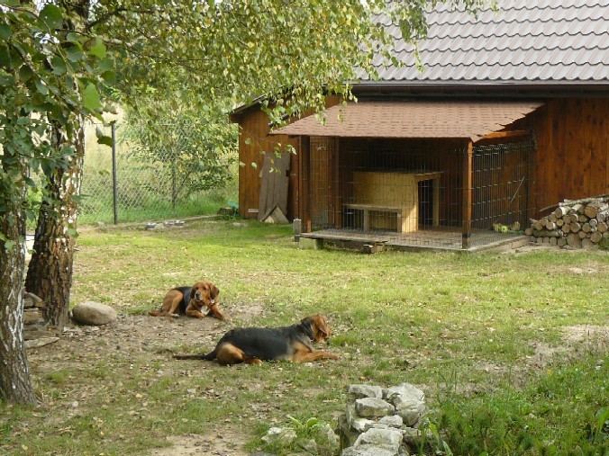 ALE MY (HUSI I MINKA) I TAK NAJBARDZIEJ LUBIMY POLEŻEC NA TRAWIE I POGRZAĆ SIĘ W SŁONKU I ... POPATRZEĆ Z SZACUNKIEM NA DZIEŁO RĄK LUDZKICH