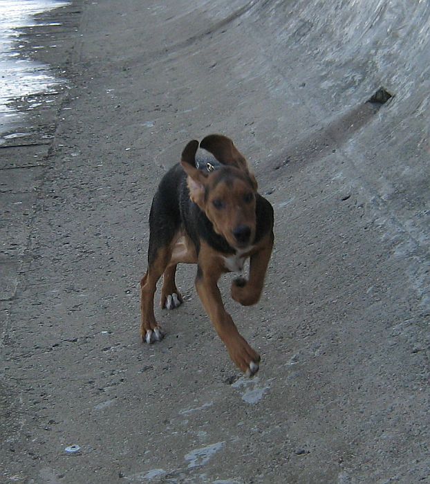 Uszy do góry!