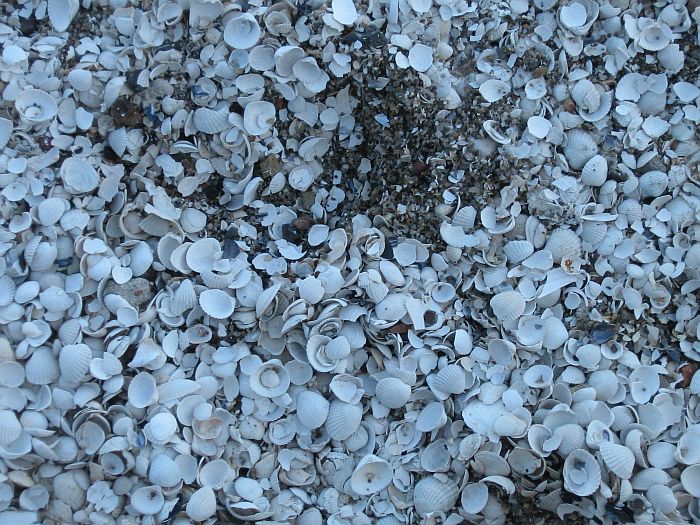 Tak na wysokości Gdyni Redłowo na plaży była masa muszelek.