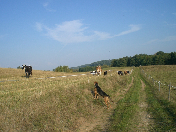 Cześć Krowy, co tam?