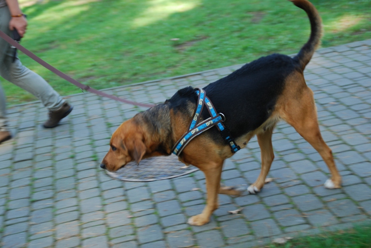 DSC_0103.JPG