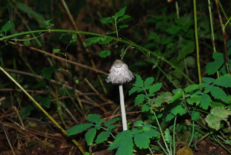 DSC_0229.JPG