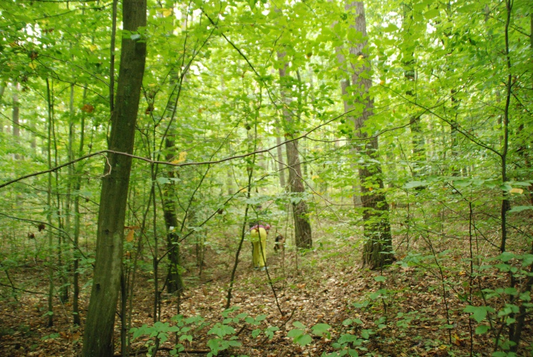 DSC_0246.JPG