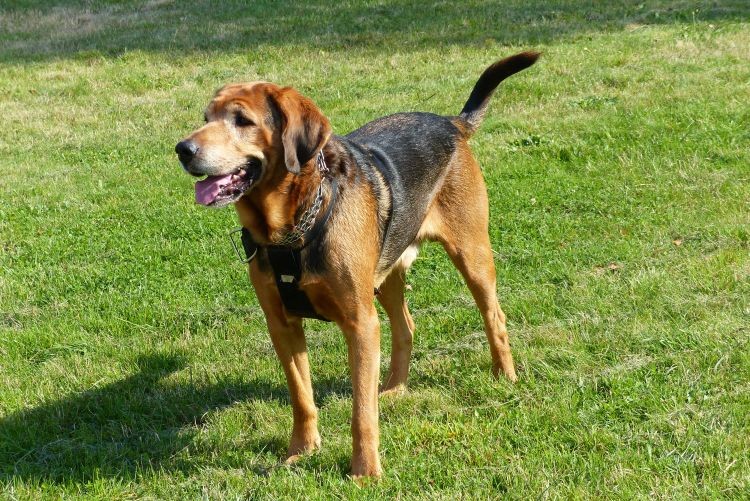 Ares