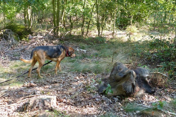 włóczka