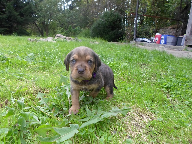 SAM_0409.JPG