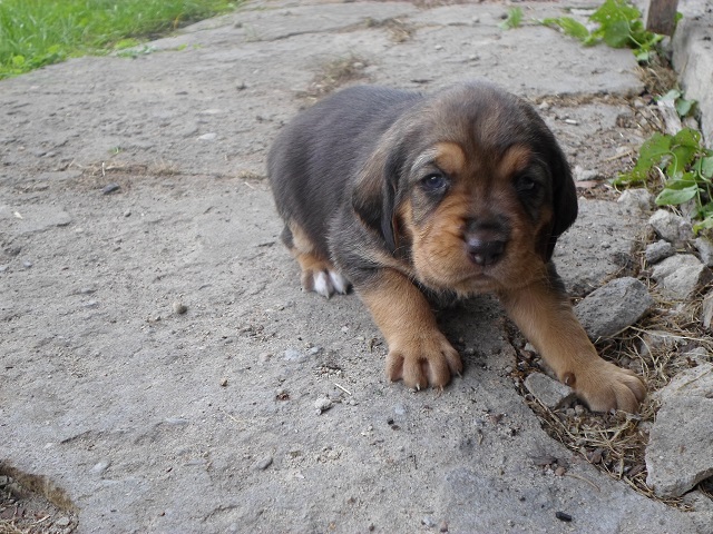 SAM_0467.JPG