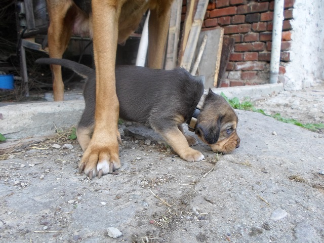 SAM_0485.JPG