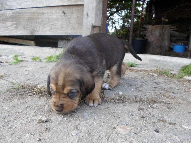 SAM_0487.JPG