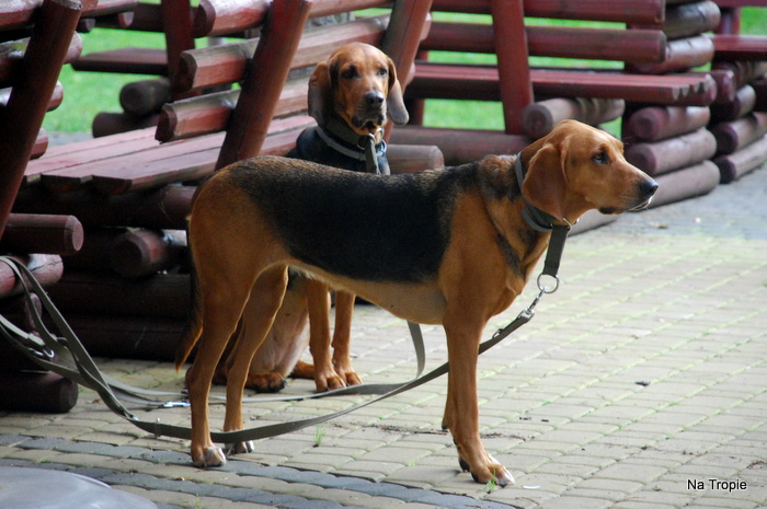 Sarabanda i Czuprynka