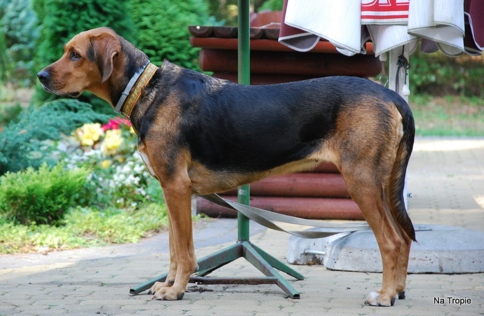 Łoza