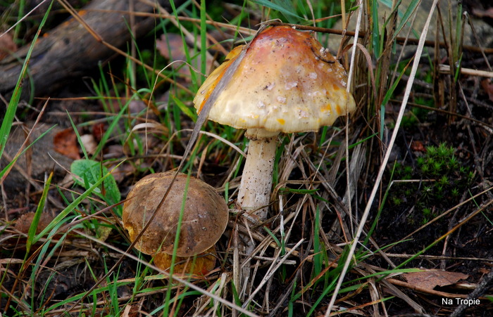 DSC_6089.JPG