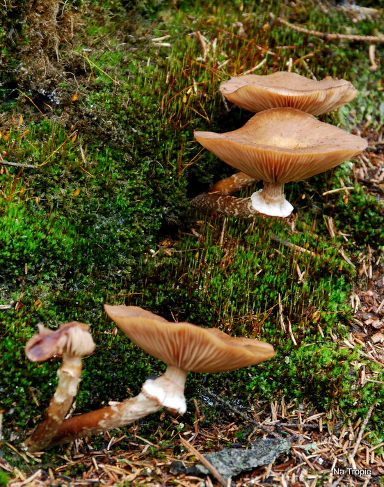 DSC_6091.JPG