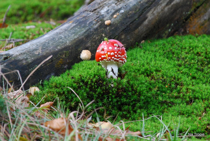DSC_6097.JPG