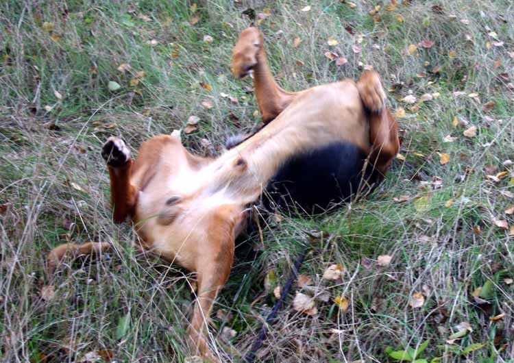 poranek na podwórku.jpg