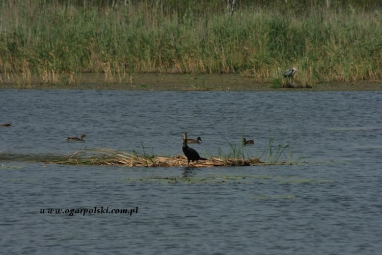 Kormoran i czapla.
