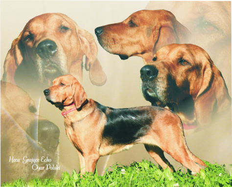 Heca_collage01_a.jpg