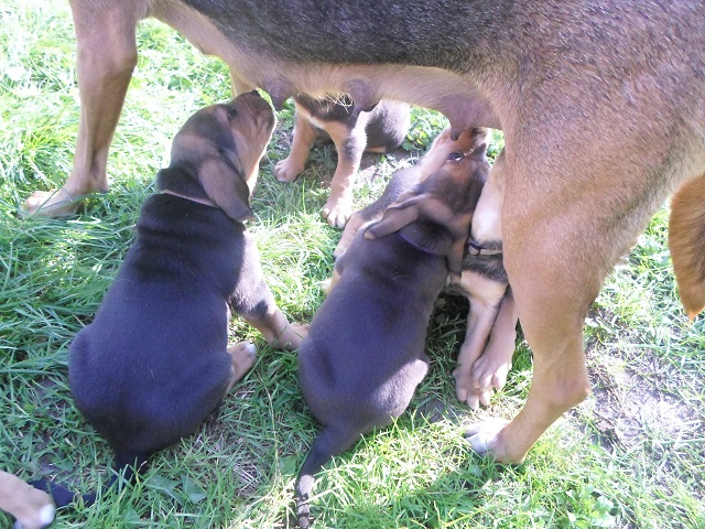 SAM_0955.JPG