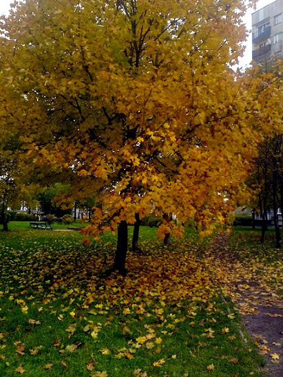 DSC07317.JPG