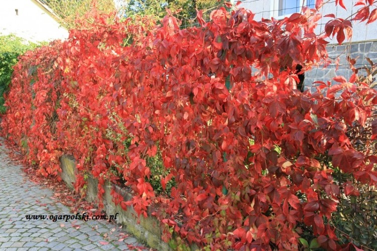 Jesień piękną mamy od sąsiadki Gabi 2014.