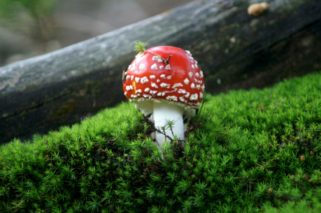 prawdopodobnie, najczęściej fotografowany muchomor w okolicach Srebrnej Góry :D