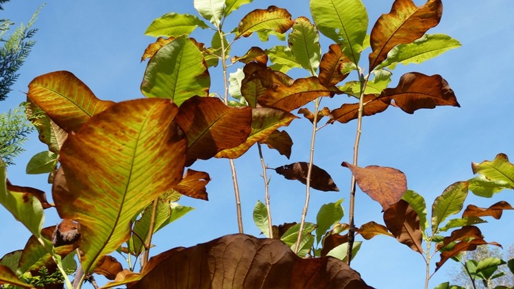 przebarwione liście magnolii parasolowatej