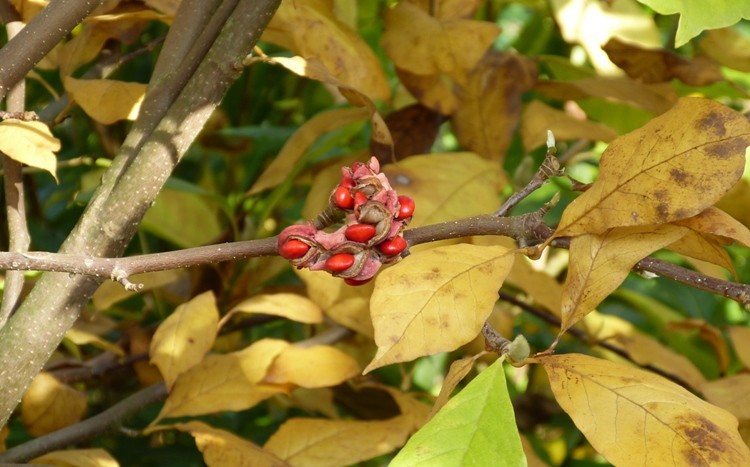 nasiona magnolii