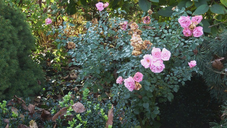 P1020932.JPG