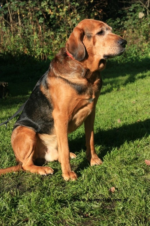 Ares łapie słonko.