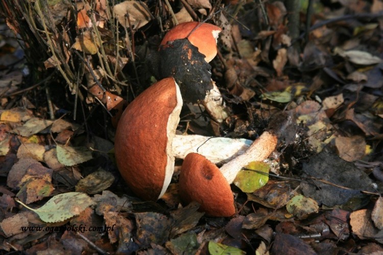 Zagrodowe zbiory.