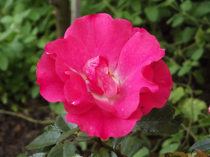 DSCF3367.JPG