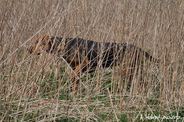 Podchód