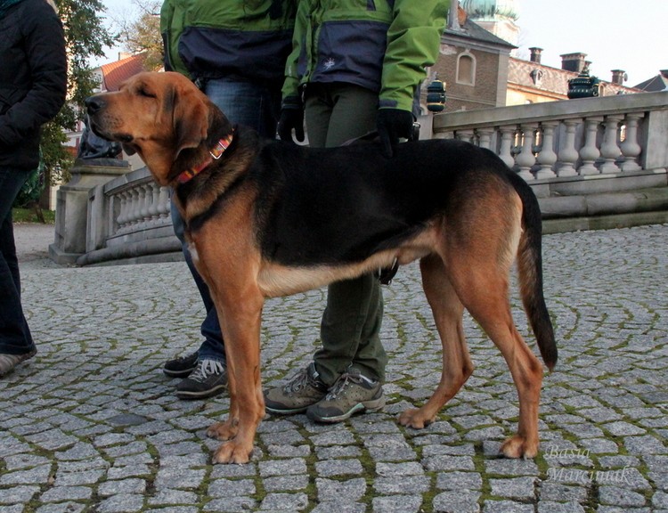 Wicher