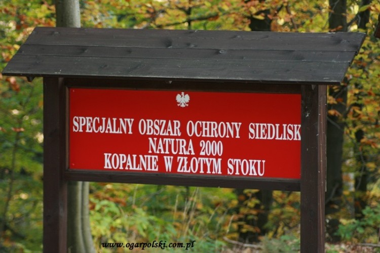 Schodzimy na pycha gołąbki.